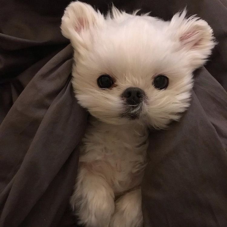 อยากเลี้ยง🥲🥲