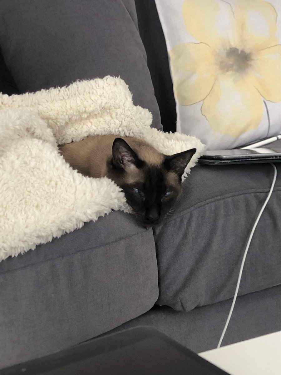 Locoman55606593's tweet image. Mon ami Camil semble pas trop intéressé au point presse 😉