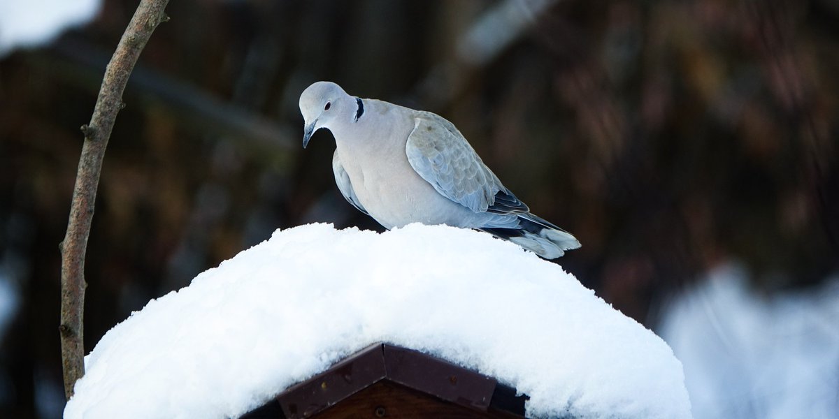 IronBalls82's tweet photo. Hier war doch gestern noch ein Futterhäuschen. 🤔 @mamamofu #TwitterNatureCommunity #birdtonic #birdwatching #wildlifefrommywindow #Türkentaube #collared_dove #Kollbachtal 🏞️ https://t.co/I8nXL72tHg