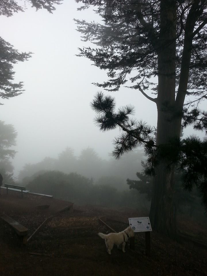 ecopawz's tweet photo. Wiley’s first park (and still his favorite) is Buena Vista Park in San Francisco. He loved running up the stairs and playing with all his friends. #tbt #sfparks #buenavistapark #wileystreats #ecopawz #dogs #dogsoftwitter #dogwalks #hikingwithdogs #shopsmallbusiness https://t.co/pK3ZT2tqEh