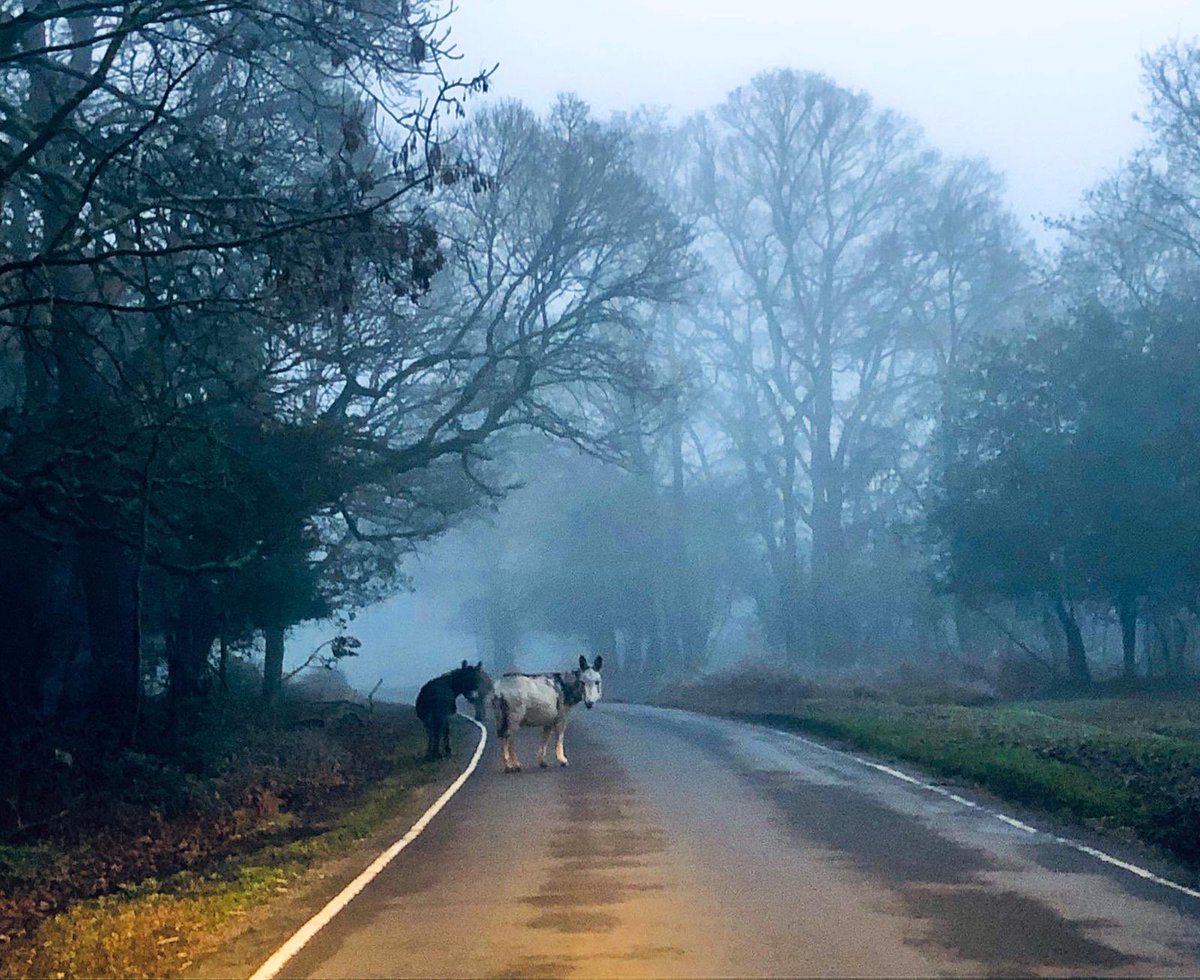 ⚠️ Please take care! ⚠️  There is extremely thick fog across the forest tonight! 👀 Animals may be around any corner &amp; near the roads.  These donkeys are wandering up Fritham. We ask you to with care and respect. <a href="/HantsPolice/">Hampshire Police</a> <a href="/RealNewForest/">New Forest CDA</a> <a href="/NewForestNPA/">New Forest NPA</a> ⚠️ 🧊 ‼️