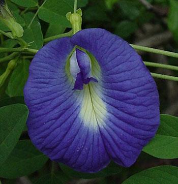 - Clitoria Ternatea -Latin name of this flower comes from the flower's similarity to female genitalia. In Chinese medicine, because of its look, the flower is used to affect female libido. In India, it is considered a holy flower. Ayuverda considers it an antidepressant.
