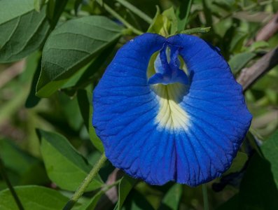 - Clitoria Ternatea -Latin name of this flower comes from the flower's similarity to female genitalia. In Chinese medicine, because of its look, the flower is used to affect female libido. In India, it is considered a holy flower. Ayuverda considers it an antidepressant.