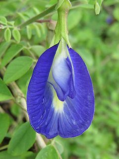 - Clitoria Ternatea -Latin name of this flower comes from the flower's similarity to female genitalia. In Chinese medicine, because of its look, the flower is used to affect female libido. In India, it is considered a holy flower. Ayuverda considers it an antidepressant.