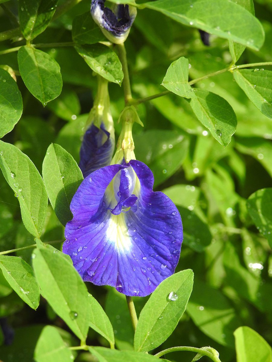 - Clitoria Ternatea -Latin name of this flower comes from the flower's similarity to female genitalia. In Chinese medicine, because of its look, the flower is used to affect female libido. In India, it is considered a holy flower. Ayuverda considers it an antidepressant.