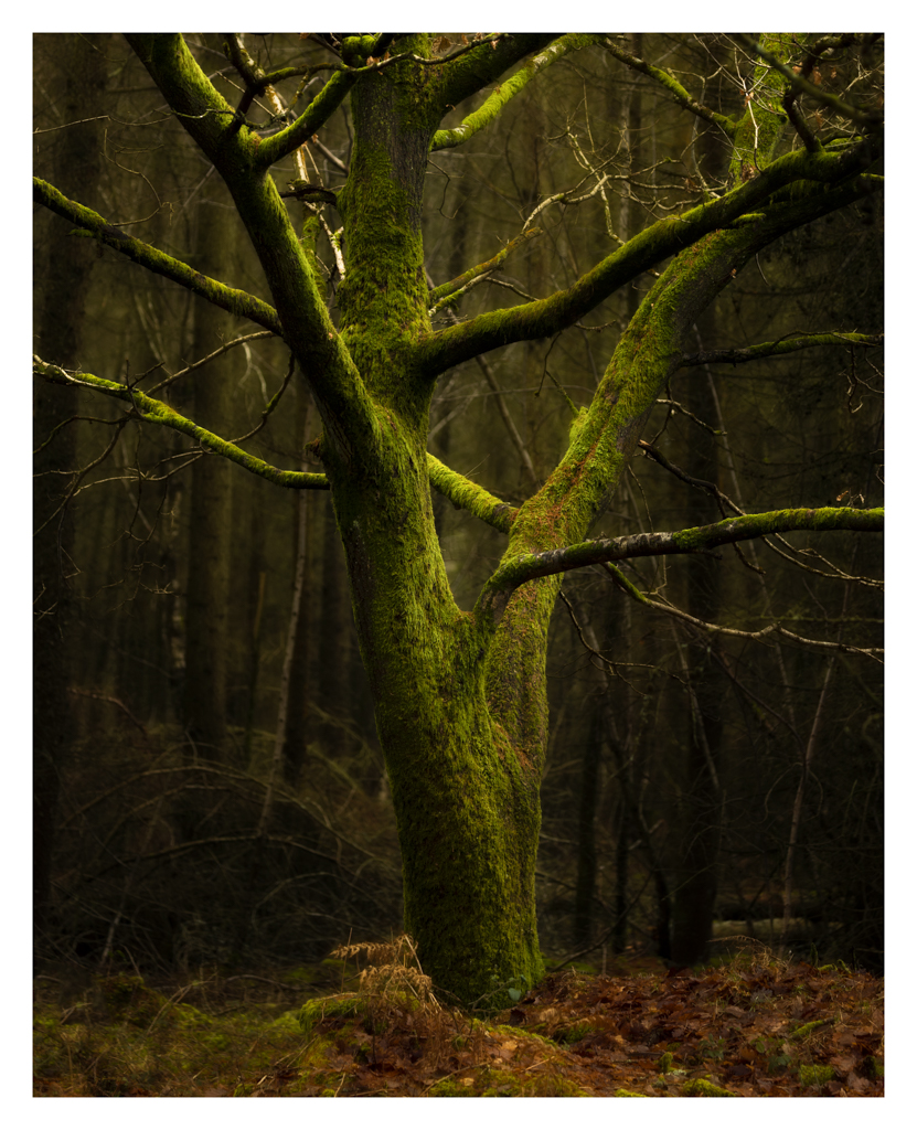 Catching the Light.....
OK, it's a tad messy but I couldn't ignore the light radiating off this mossy tree. #savernakeforest #wiltshire #timeforwiltshire #wonderfulwiltshire #wiltshirecountryside #explorewiltshire @WiltshireLife @BBCWiltshire @VisitWiltshire #tree #moss #light
