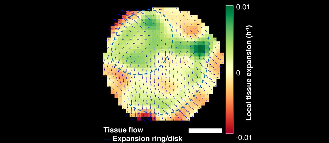 Scales are covered by a layer of bone-forming osteoblasts. After scale loss, a new osteoblast tissue forms in a few days; then, this osteoblast tissue grows by hypertrophy. By tracking tissue movements, we found dynamic rings of tissue expansion (green). 2/8