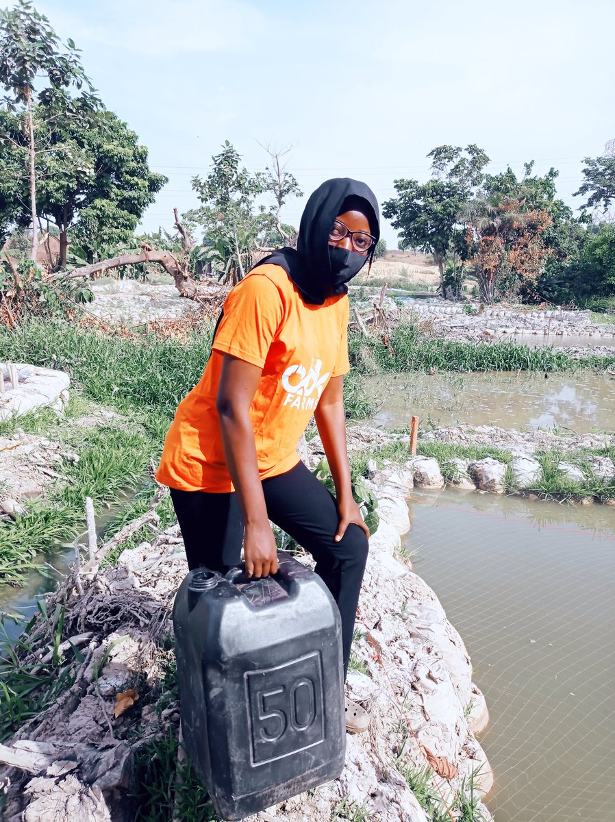 FarmsAbk's tweet photo. We successfully stocked over 5000pcs at our new farm site in Abuja today.

We hope to be among the leading producer of Catfish in the North Central Part of Nigeria soon.

#ABKFarms #CatfishFarming #FishFarming #AbujaTwitterCommunity https://t.co/aVKHPGDrIg