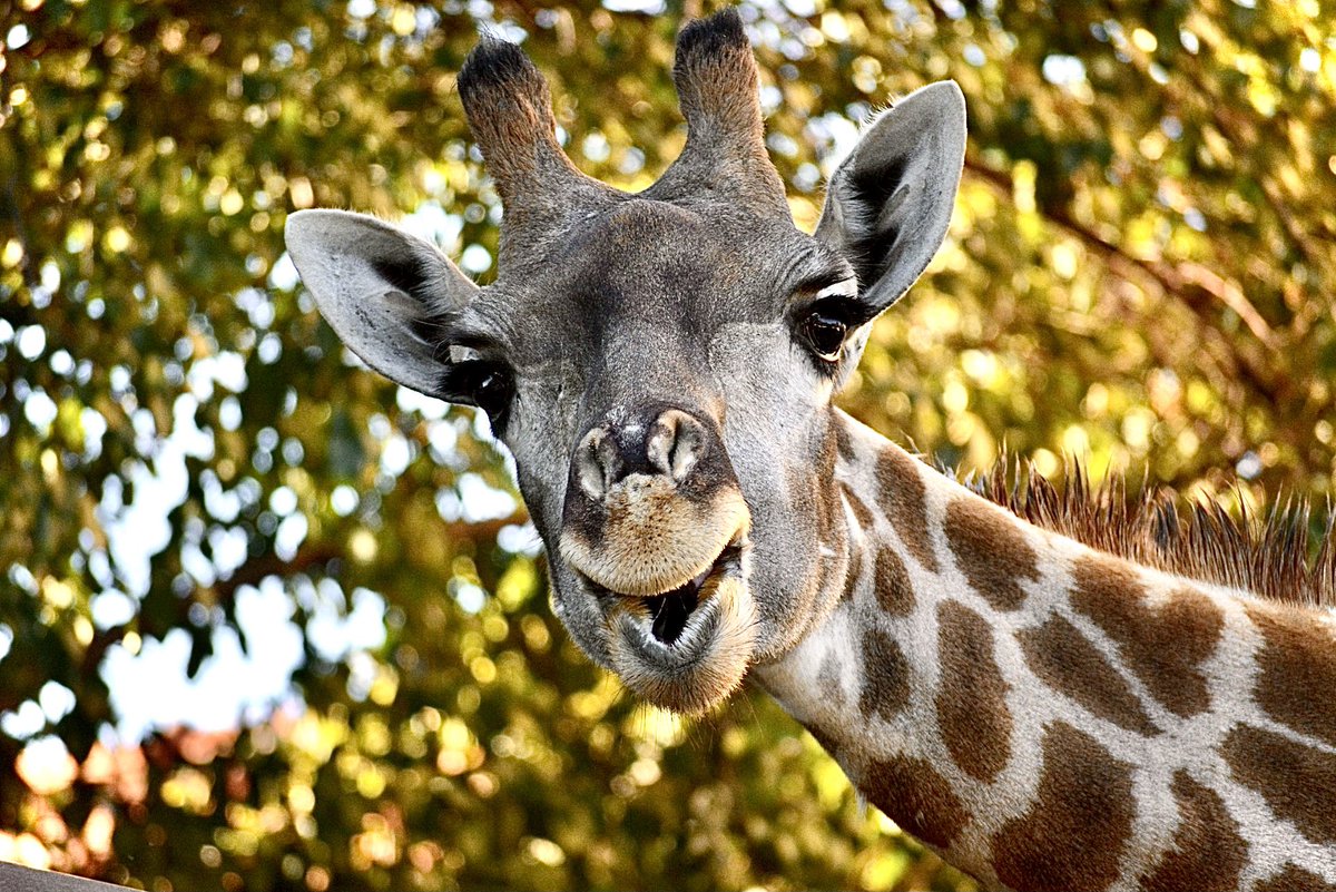 photoconserve's tweet photo. Vocês votaram e como vocês mandam vem aí a Girafa de Angola! Curiosidade: A cor e o padrão de cada girafa depende da zona geografia onde habita 🦒 #animals #giraffe #conservation https://t.co/XSz9jugFJJ