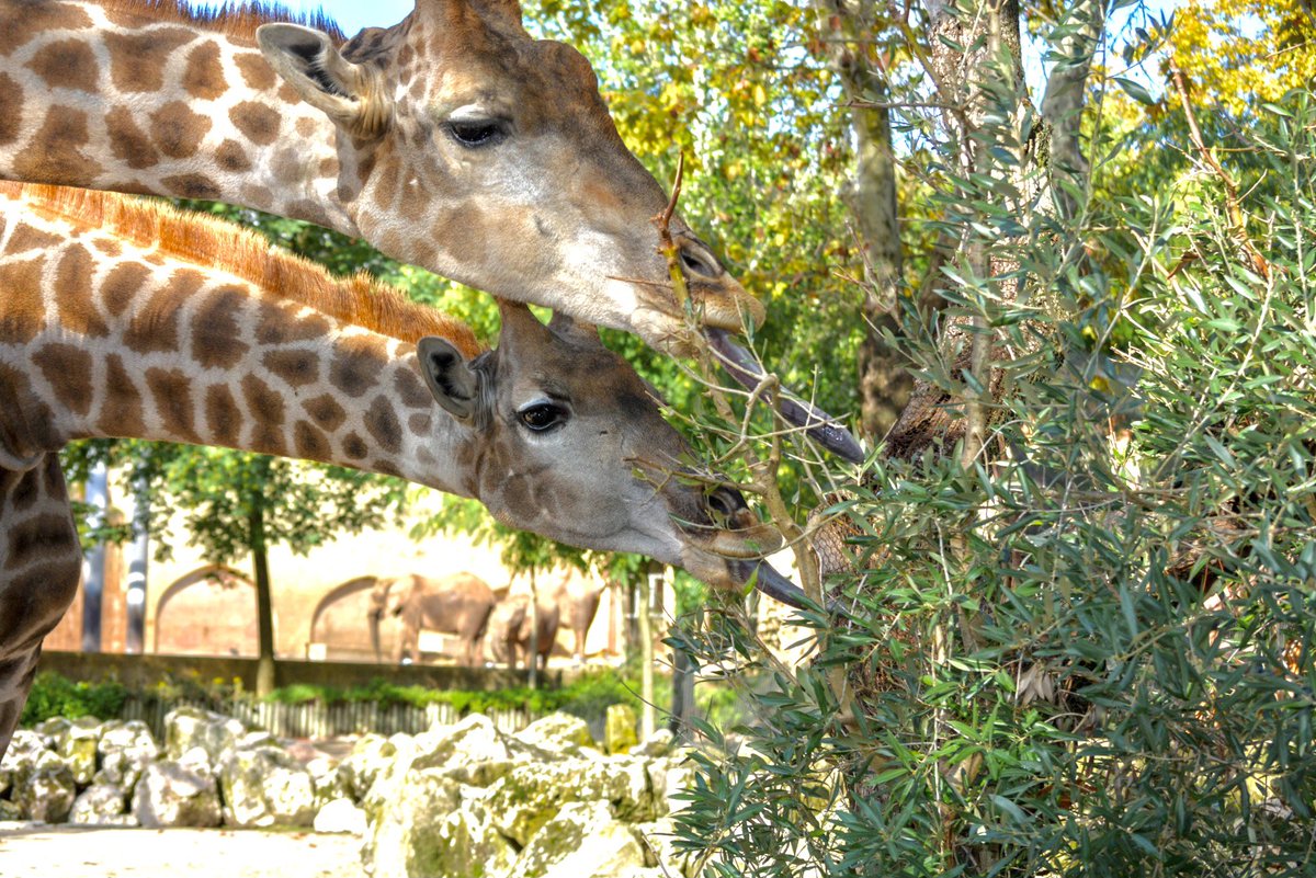 photoconserve's tweet photo. Vocês votaram e como vocês mandam vem aí a Girafa de Angola! Curiosidade: A cor e o padrão de cada girafa depende da zona geografia onde habita 🦒 #animals #giraffe #conservation https://t.co/XSz9jugFJJ