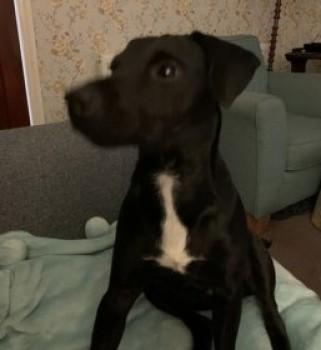 millypod1's tweet photo. 🆘WALDO #Lost #ScanMe
YOUNG Black / White Chest Patterdale Terrier Male
#Norton #StocktonOnTees #TS20
SIGHTINGS PLZ ☎️07946212637
https://t.co/dD21HjBZ7u https://t.co/zq7YlqYlsg