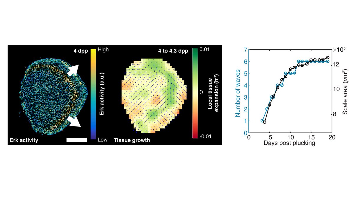 We discovered that Erk activity waves coordinate tissue growth. Erk activity waves pattern tissue growth in rings of tissue expansion. Throughout regeneration, the number of waves that crossed the tissue determines the extent of tissue growth and final scale size. 7/8