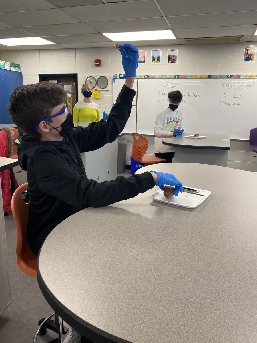 MsAmieLadd's tweet photo. 8th grade Medical Detectives at West explored brains of sheep today - students noticed how all of the brains were different and discussed possible causes for the differences. @GahannaMSWest https://t.co/jZD74zNrZ3