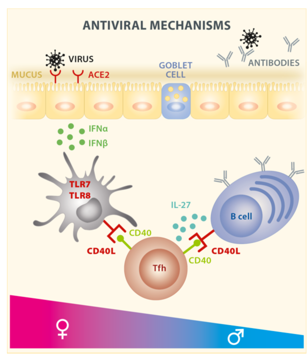 mmw_lmw's tweet photo. #SARSCoV2_Pathogenesis | Implications of sex differences in immunity for design of therapeutic intervention | Marcus Altfeld @HeinrichPette @ImmunityCP https://t.co/ozem4xIgDT | #2020_ReCapAugust https://t.co/xdUVUIj362