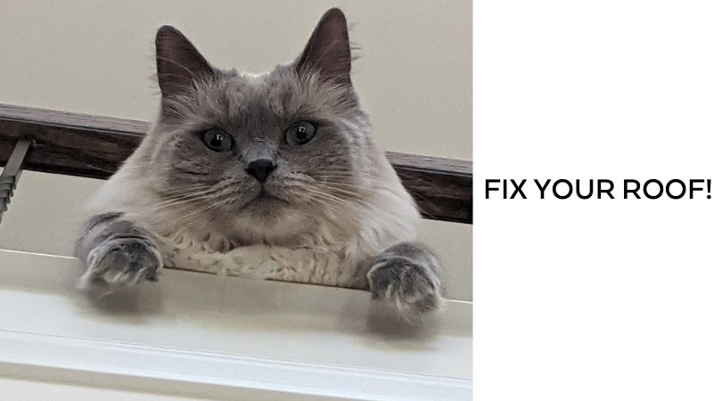 charissamatic's tweet photo. Pittsburgh... Be very afraid...
Fix Your Roof now!  
Gah!
Don't make the cat mad!

Trust Eugene and Pittsburgh Roofing Company!
724-414-1113

@steelers @Pirates @PittsburghPG  @Pittsburgh https://t.co/EFBQFE51hV
