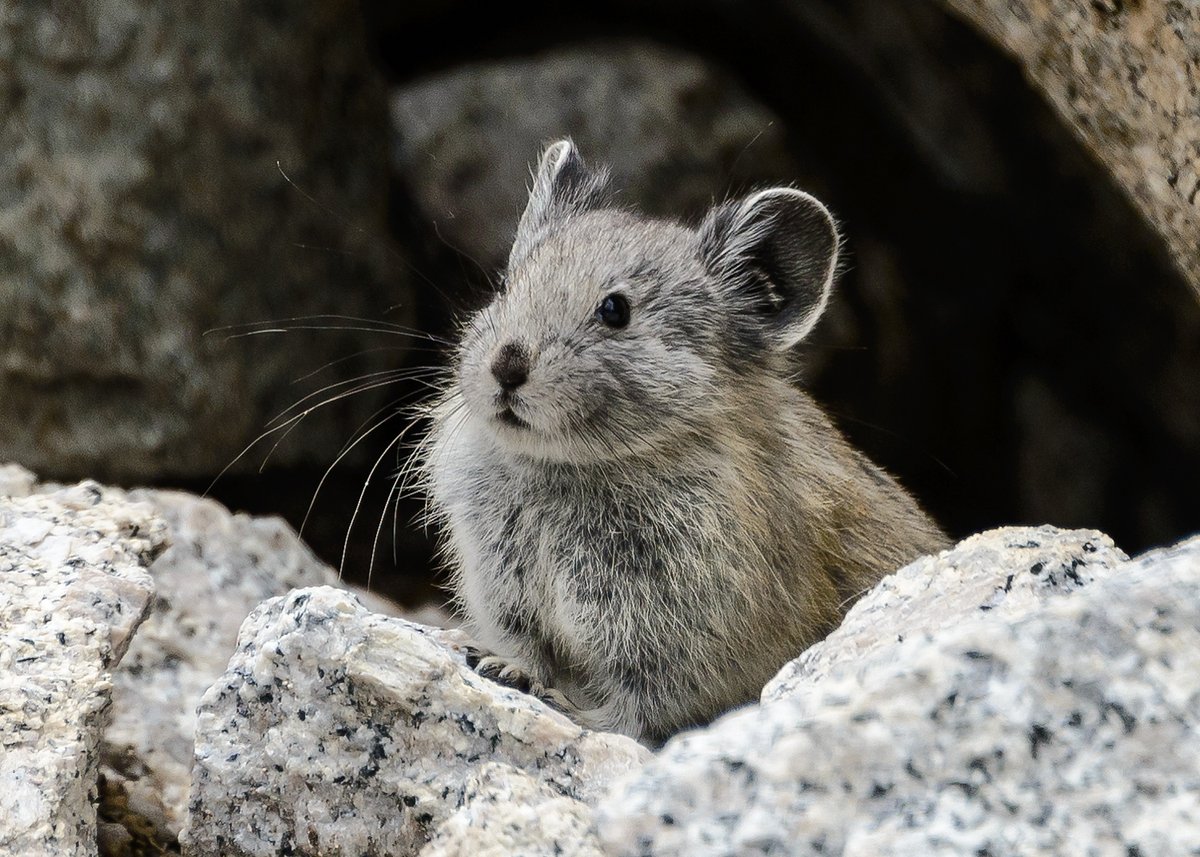 They also provide key habitat for terrestrial biodiversity in mountain ecosystems like the American Pika. (Shout out to  @marshalhedin for letting us use this great photo in the paper!) 5/n