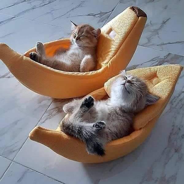 Just in case anyone needs a picture of kittens in bananas. . . .