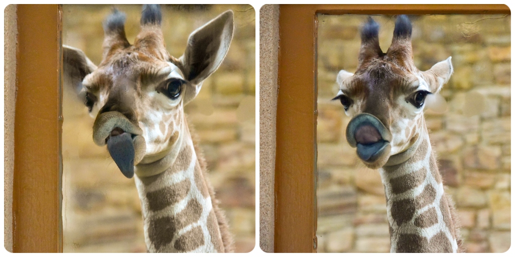 #Throwback to when Willow the #giraffe was just a calf. Can you believe this silly girl will be 4 years old next month? #TBT