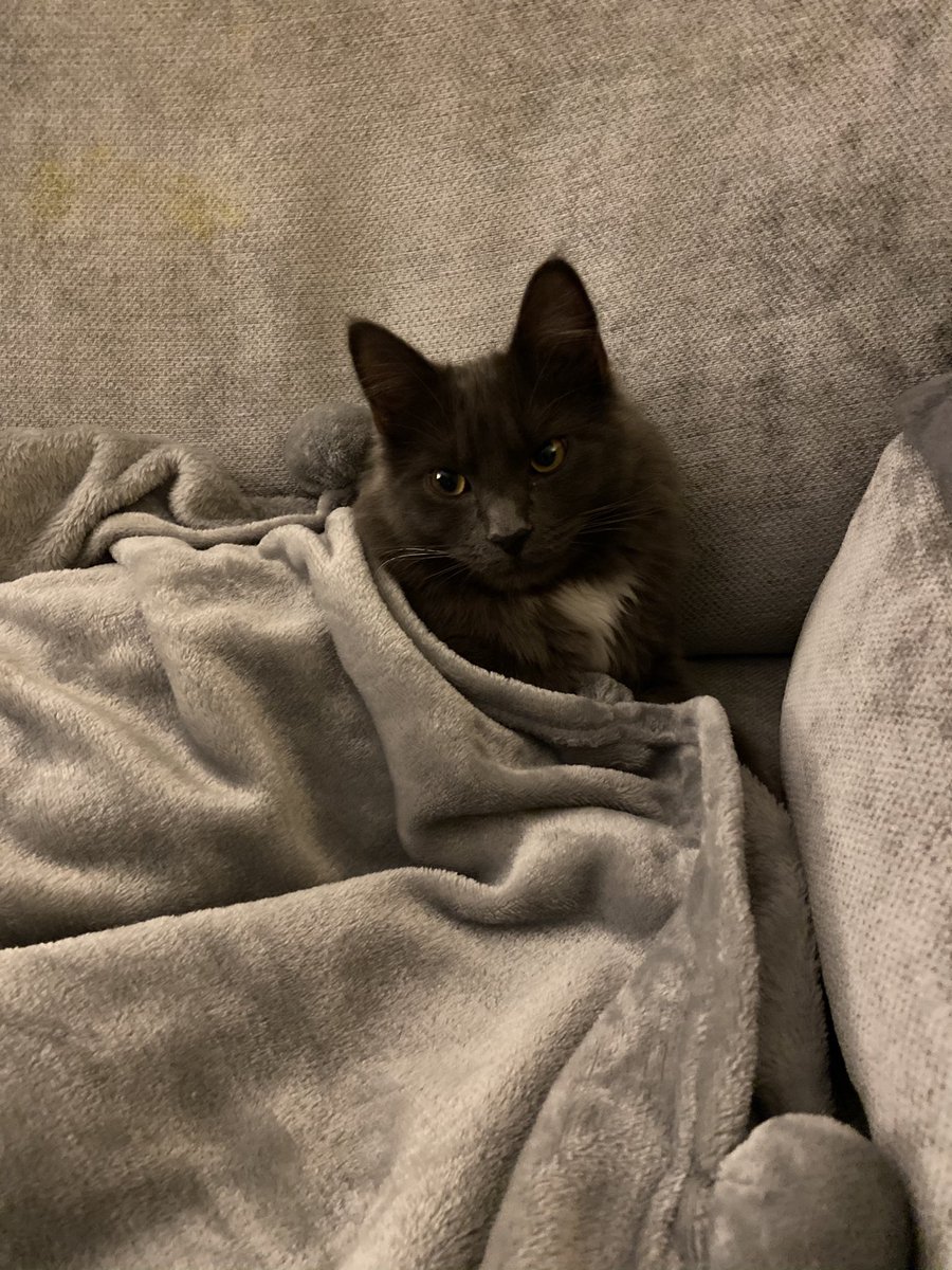 vinnie_grey's tweet photo. Feeling snuggly today. My Dad tucked me in and I’m loving it 😻#CatsOfTwitter #duvetday #catslife #cats #vinniethecat #cute https://t.co/D0V5IUPcjj