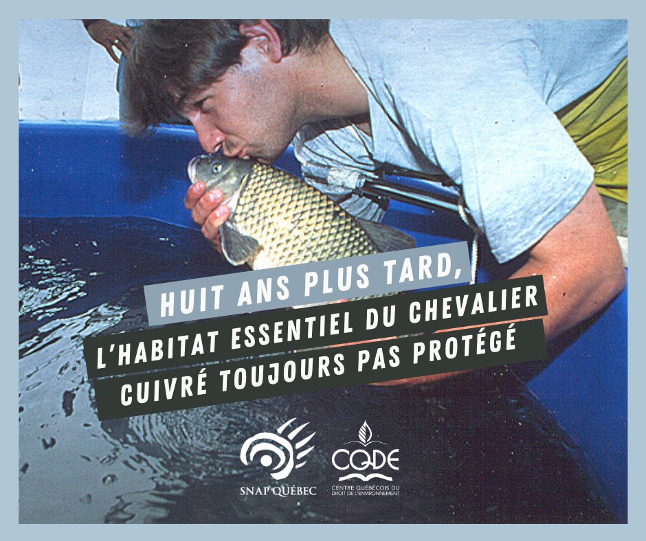 Depuis le 17 décembre 2012 nous attendons la protection de l'habitat essentiel du #chevaliercuivré, une espèce de poisson unique au Québec et actuellement en voie de disparition ! 

@_CQDE #loisurlesespècesenpéril

👉 snapquebec.org/protection-du-…