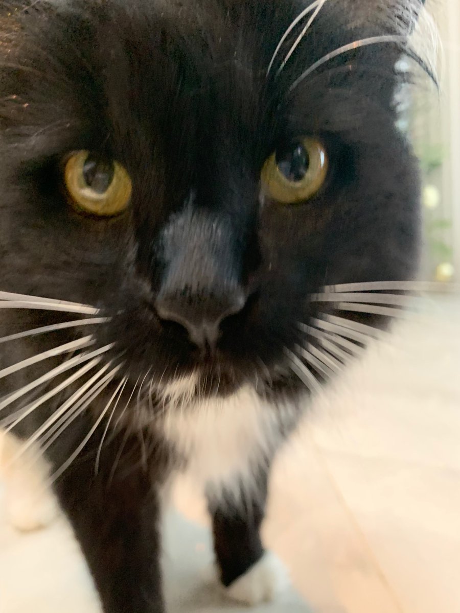 Happy #Caturday from Elvis 😻 there may not be a #HoundDog in this house, but this guy has the #swagger and #sass to make up for it 🎶

#thepack #kitty #catvisit #sneaky #catgram #Elvis #elvisfan #kittycat #softkitty