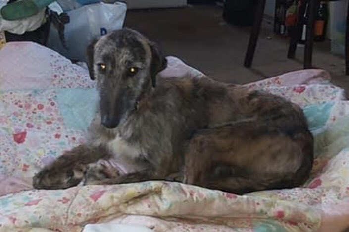 KarenFi51820768's tweet photo. COPIED FB #Milbrook #Bedfordshire FOUND Do you recognise
Been to the vet Not microchipped Dog is safe with finder Please #RT https://t.co/E8HpEfJLJS