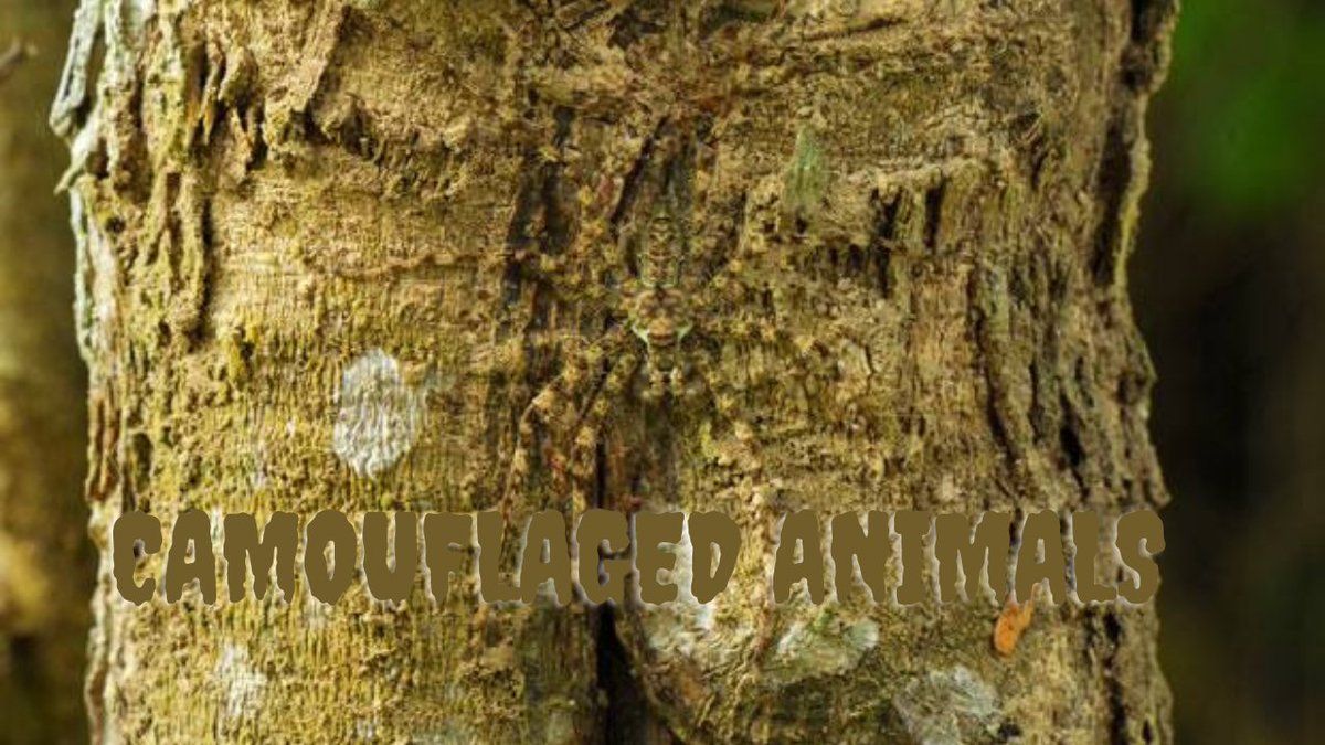AnimalsReaching's tweet photo. See this top 10 of the best wild animals in camouflage in the middle of nature.  Can you see them all?

https://t.co/BifVlgjtav

#camouflage #animalscamouflaged #top10 #wildanimals #bestcamouflages https://t.co/B94dYWRxmJ