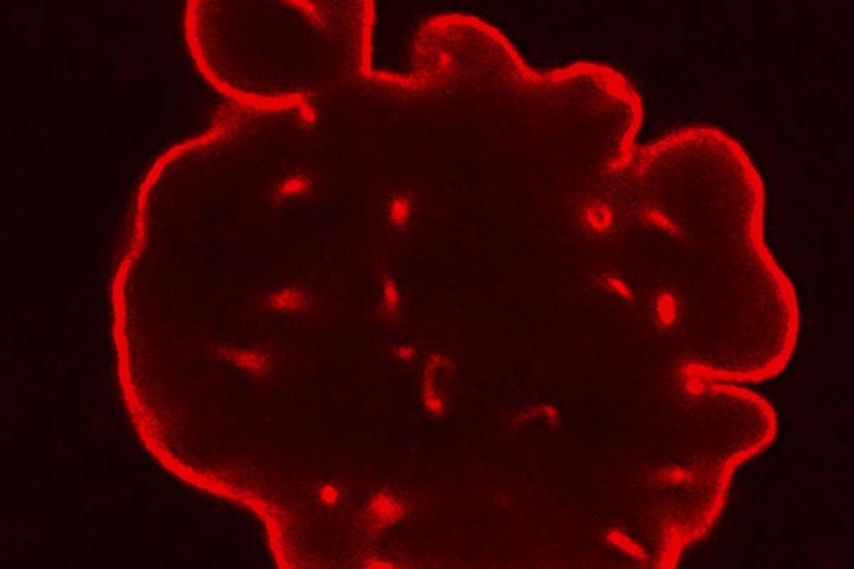 newscientist's tweet photo. CRISPR doubles lifespan of mice with rapid ageing disease progeria https://t.co/A4kcuDU47n https://t.co/fIONIFuwUr