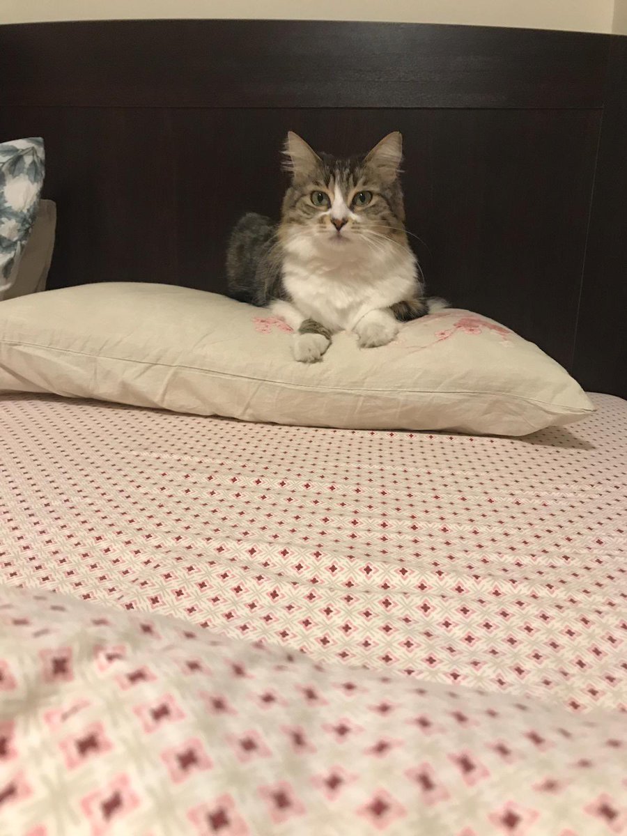 YETKNH's tweet photo. @omurgedik Tabii ki insanı. 2 kedim var, ev onların. Biz onlara uyuyoruz😻 önce Kısmet hanım yatar, sonra boş kalan yerlere biz🥰 https://t.co/7IP7xP2k2m