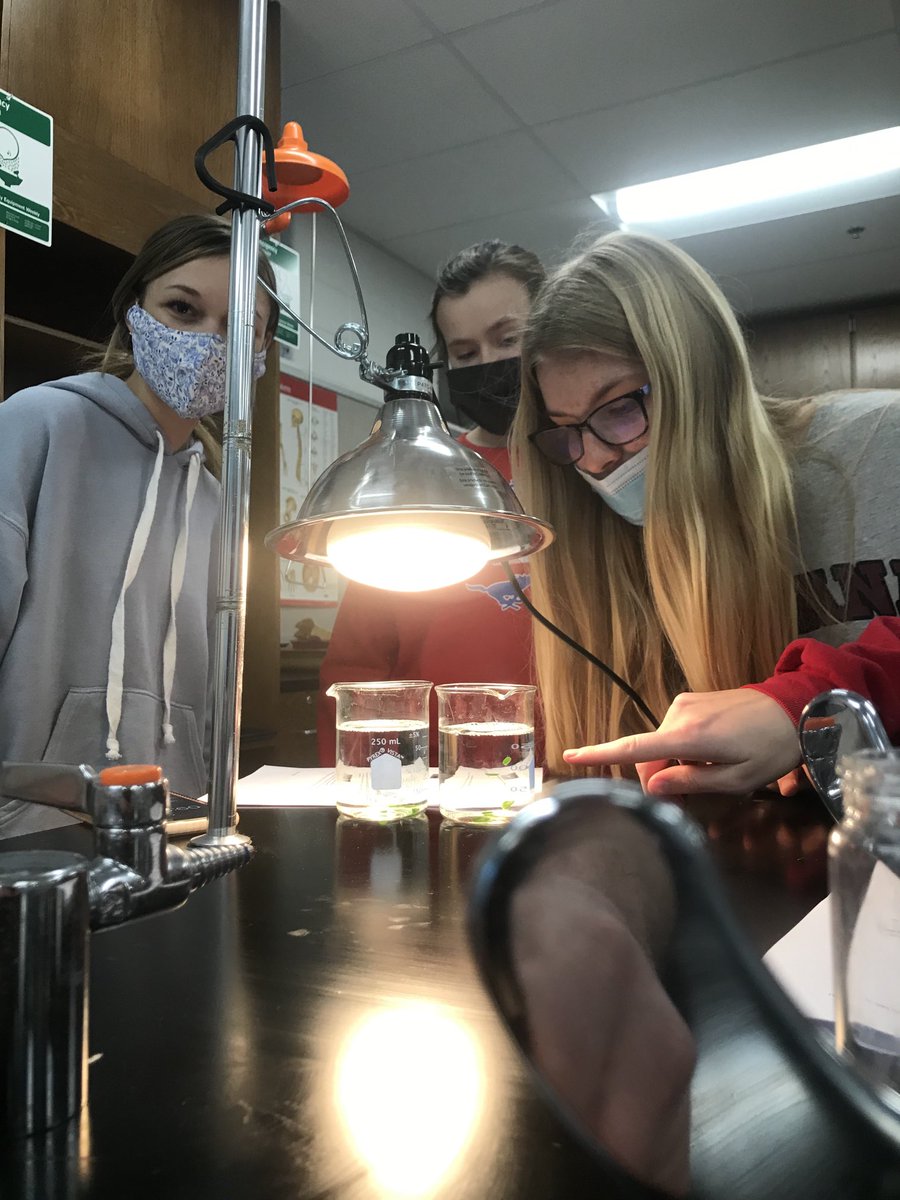 #1DCCS #Biology #Photosynthesis Freshman biology students using spinach leaf disks to investigate what occurs during the light dependent reactions of photosynthesis. Great job today!