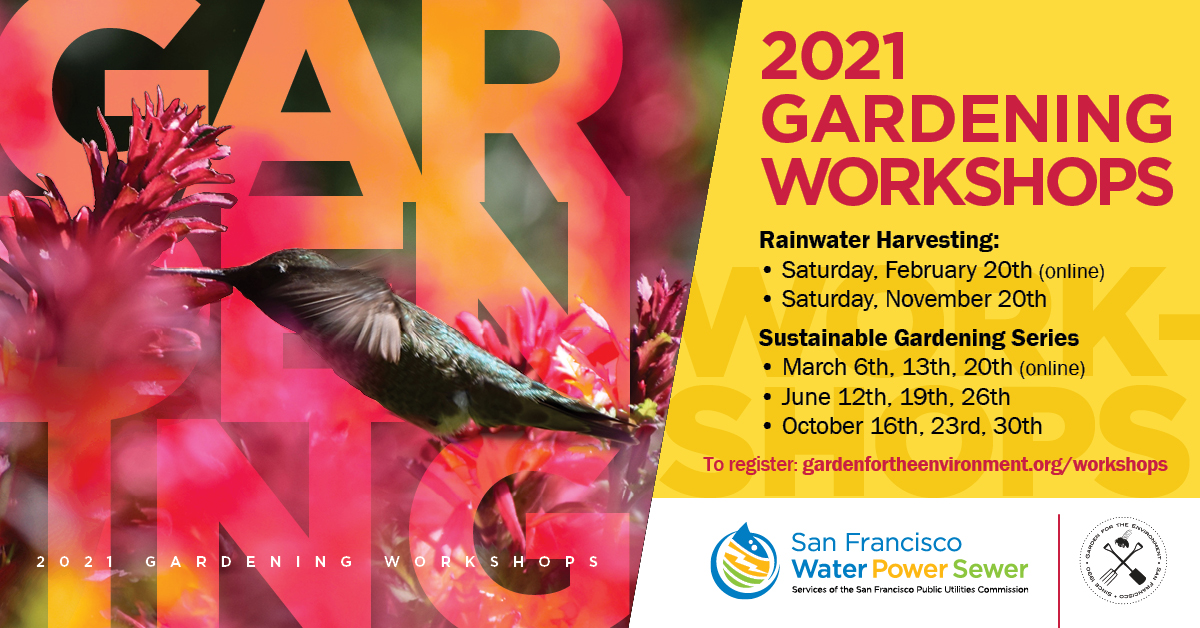 MySFPUC's tweet photo. Ready to flex that green thumb? @GFE_SF has taken their gardening workshops virtual. Save your spot and get ready to learn: https://t.co/VuMfvBZ40B https://t.co/RsgwsirBzc