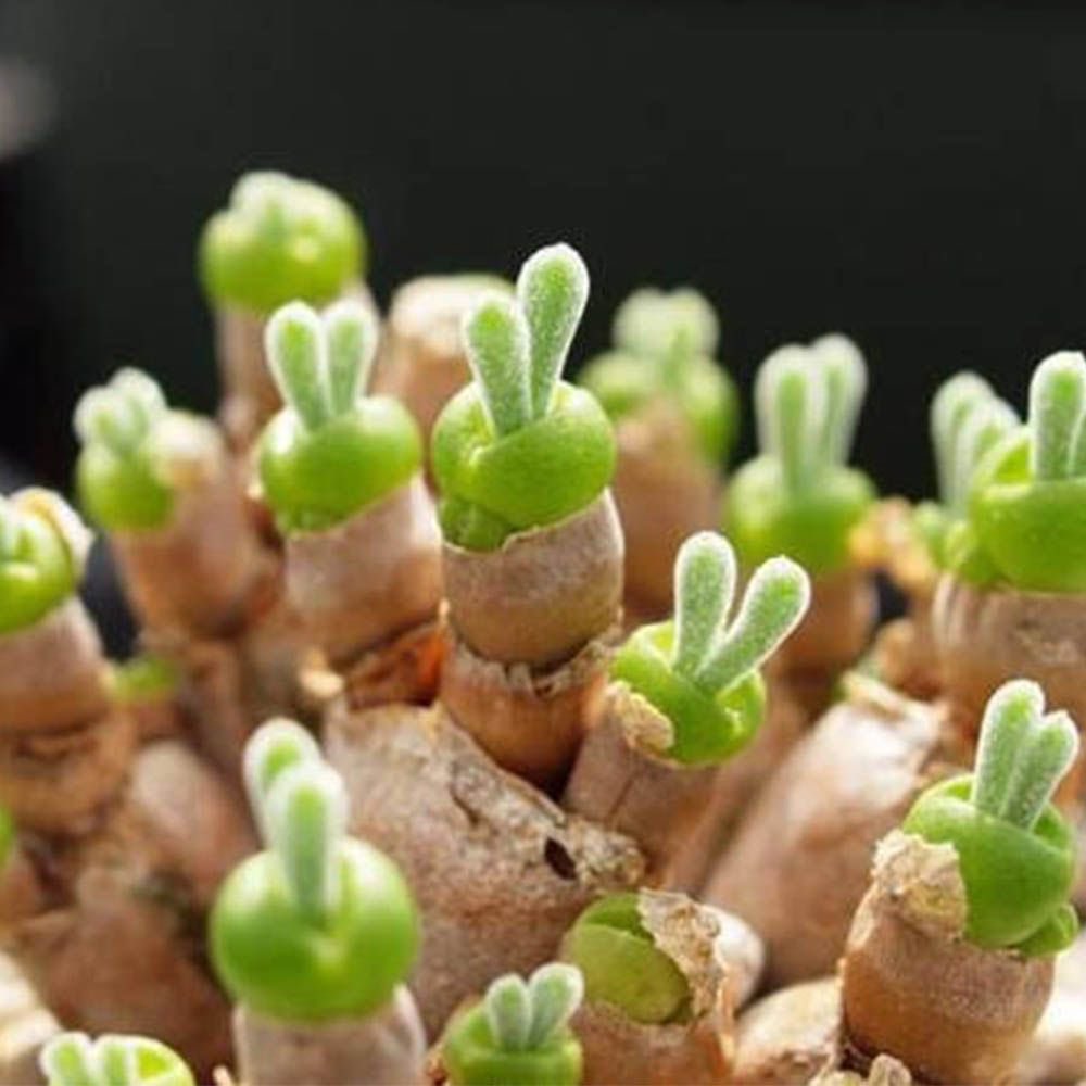 PastelBabyBun's tweet photo. Just found out about these succulents that look like bunnies and I need them in my life ✨🌱💕 https://t.co/vHpgse3BYr