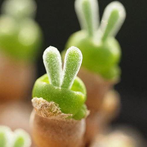 PastelBabyBun's tweet photo. Just found out about these succulents that look like bunnies and I need them in my life ✨🌱💕 https://t.co/vHpgse3BYr