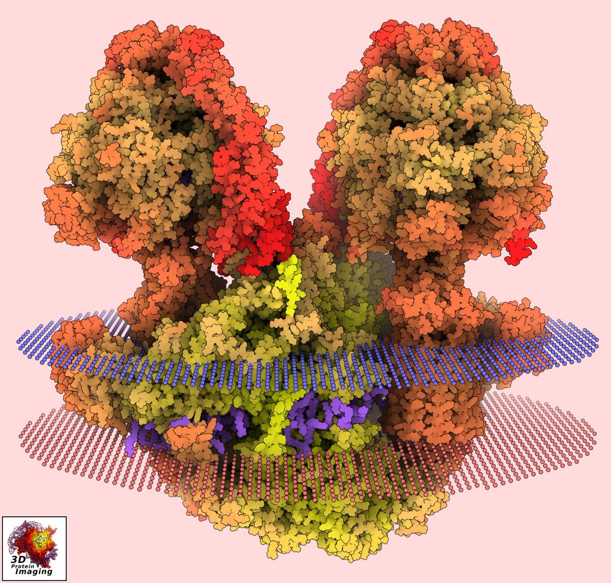 The massive structure of type III ATP synthase, a symmetry-deviated dimer that induces membrane curvature through tetramerization (PDBid 6yny). This baby weighs more than 2000 kDa! Solved by @A_Amunts lab, @NatureComms. Rendered w #ProteinImager 3dproteinimaging.com/protein-imager…