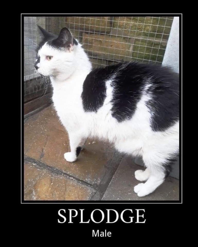 Allerton Cat Rescue tweet media