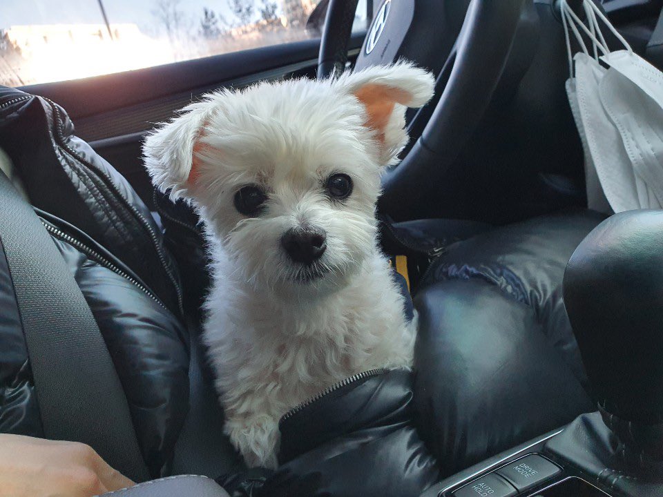 너무 추워서 털을 뿌풀려 봤는데 이게 최대예요