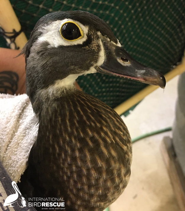 IntBirdRescue's tweet image. Happy returns: After spending 60 days in care, this Wood Duck patient is back with its flock:  

ttps://www.facebook.com/intlbirdrescue/posts/10158891091803745