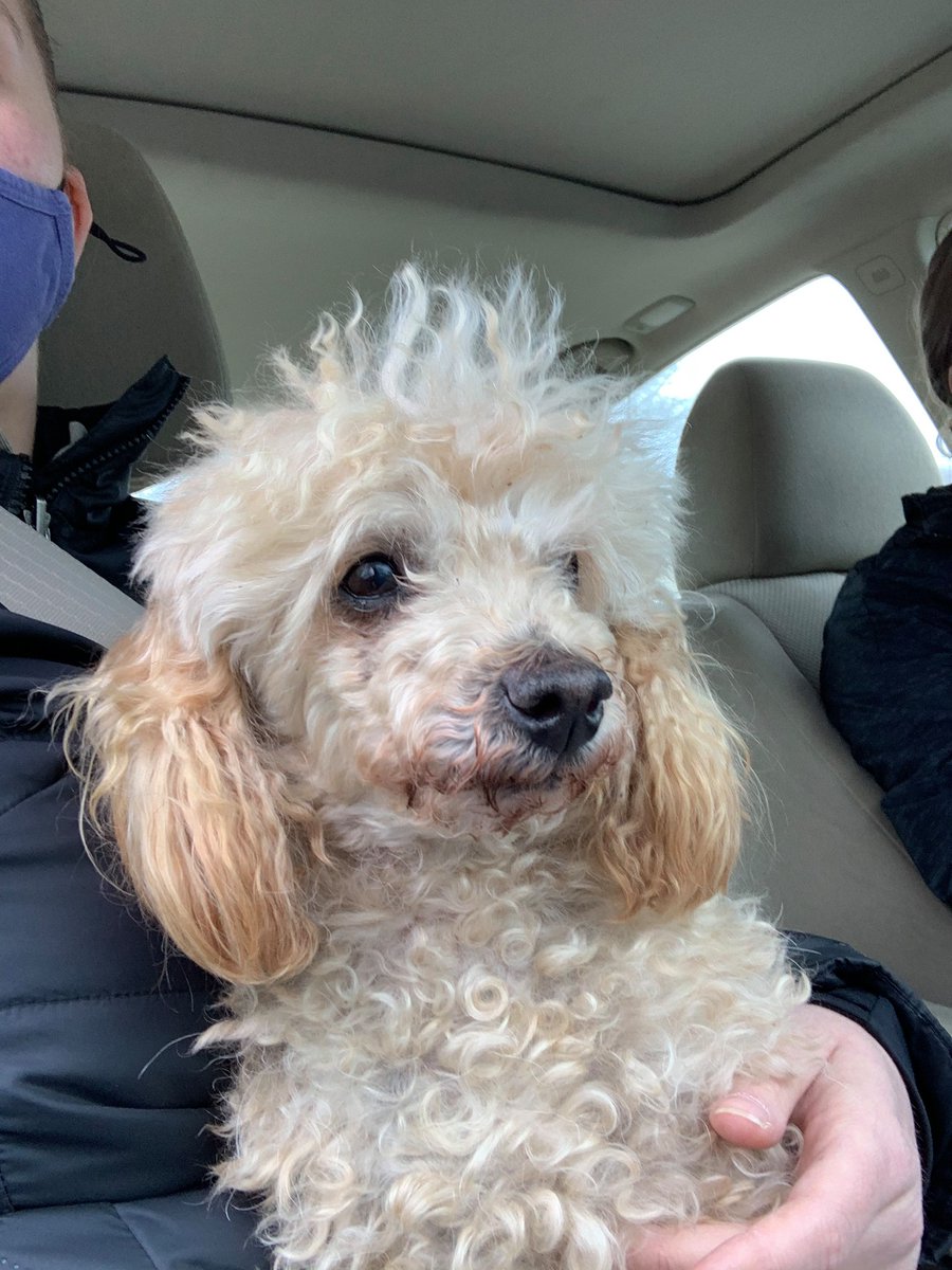 SistersInBiz's tweet photo. Per #NorthProvidence Shelter:
Does this dog look familiar?  Safe at the Shelter until an owner can be located.
Please share Contact here if this is your dog:  https://t.co/5XARXXFpG7
Found on Smithfield Rd / Admiral St, near Shaws #RhodeIsland #RI https://t.co/FitZDhz0NJ