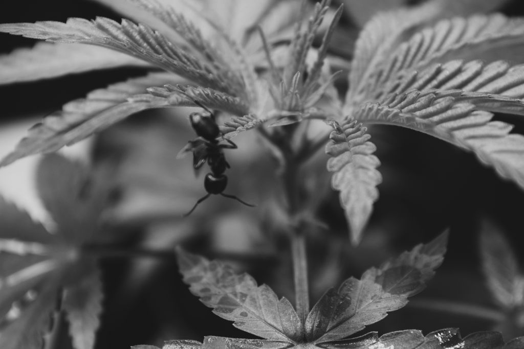 FourTreesMA's tweet photo. Garden pests - they happen. We're big on strict Integrated Pest Management practices and clean room environments with positive air pressure. What beneficial insects have you introduced to your grow? #cannabis #cannabiscommunity https://t.co/BNKYYWEwPB