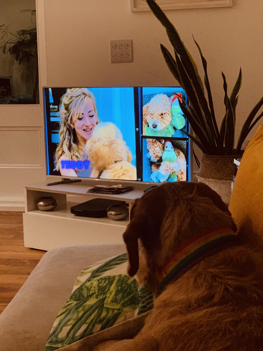 JacquelineLD's tweet photo. Have I really just switched on the TV to see a dog grooming competition programme? We really are at the the end of days. Still Cwtch is glued... ��make sure the legs match & keep an even trim ’... #hurrumph #poochperfect 🤦🏻♀️ 🐕 https://t.co/JT1m0Tey1Y