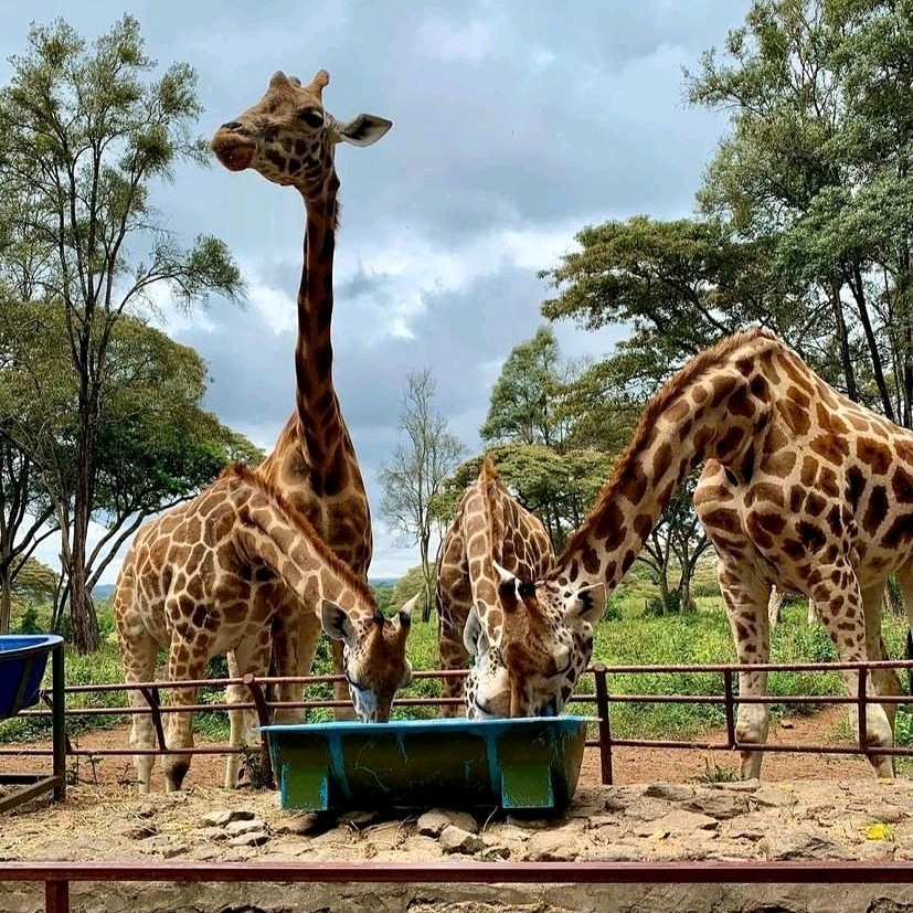 customisetours's tweet photo. Hello #Kenya
#AfricanSafari #RediscoverTheMagic
#MagicalKenya https://t.co/J8emqgy5nu https://t.co/ayqI9T6KZ9