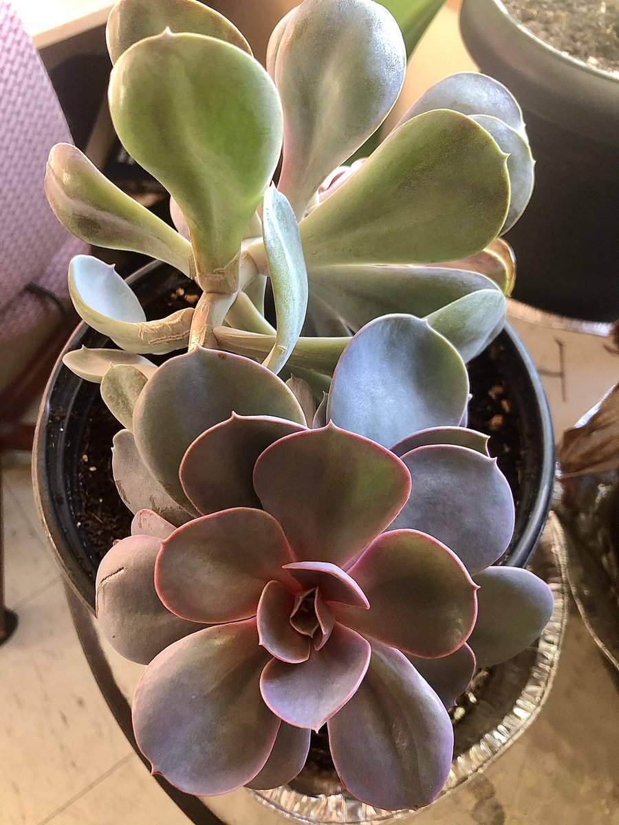 HannahMurphyS's tweet photo. The first #picture is of how my #tinysucculent #startedout ; the second #photo is how it looks #today ; #completely #toppledover #photooftheday #plants #PlantPower #succulents #fresh #PictureOfTheDay #PHOTOS #FolloME #follobackinstantly #follo4folloback #Happy2021 https://t.co/mGrZ2l8wme