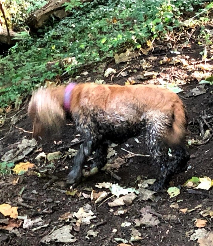 andrewkbailey13's tweet photo. Turned on TV to see some dogs that need an hour of walking not grooming. Here's an antidote dog au natural. #perfectpooch https://t.co/WSzzY02eid