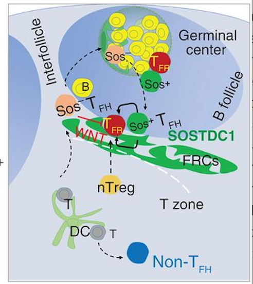 mmw_lmw's tweet photo. Regulating #GerminalCenters | SOSTDC1-producing #FollicularHelper T cells promote #FollicularRegulator T cell differentiation | Xindong Liu #ThirdMilitaryMedicalUniversity @ScienceMagazine https://t.co/rZKUEl94dp | #2020_ReCapAugust https://t.co/Pv2DNeHKNT