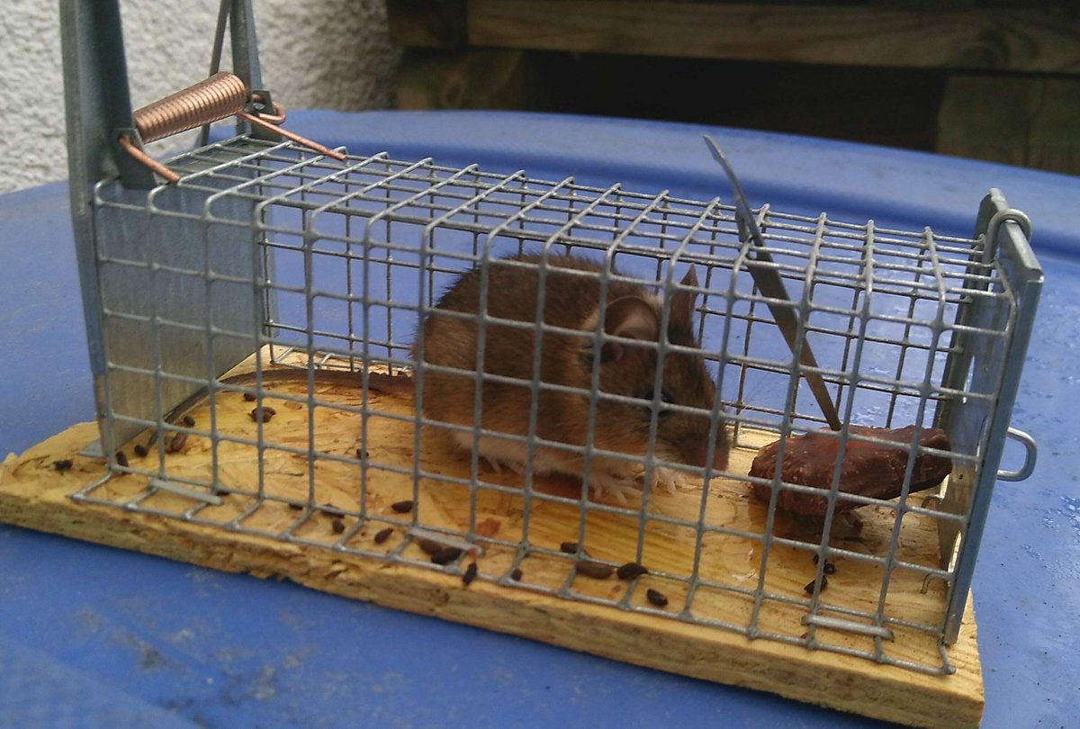 wiese241's tweet photo. Mit Speck fängt man #Mäuse? 🧐Weit gefehlt: mit Vollmilch-Nuss-#Schokolade! und dann ab in den Kompost zu den Küchenabfällen, damit die Verstopfung nicht dauerhaft wird 😂😂
Das sind die Portraits von Nr. 2-5. 
Nr. 6 folgt morgen? 
Keine Bange - nur in der Garage ... https://t.co/q9IcGTZCl9