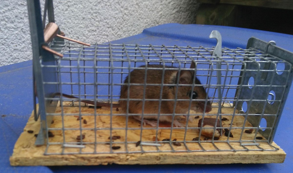 wiese241's tweet photo. Mit Speck fängt man #Mäuse? 🧐Weit gefehlt: mit Vollmilch-Nuss-#Schokolade! und dann ab in den Kompost zu den Küchenabfällen, damit die Verstopfung nicht dauerhaft wird 😂😂
Das sind die Portraits von Nr. 2-5. 
Nr. 6 folgt morgen? 
Keine Bange - nur in der Garage ... https://t.co/q9IcGTZCl9