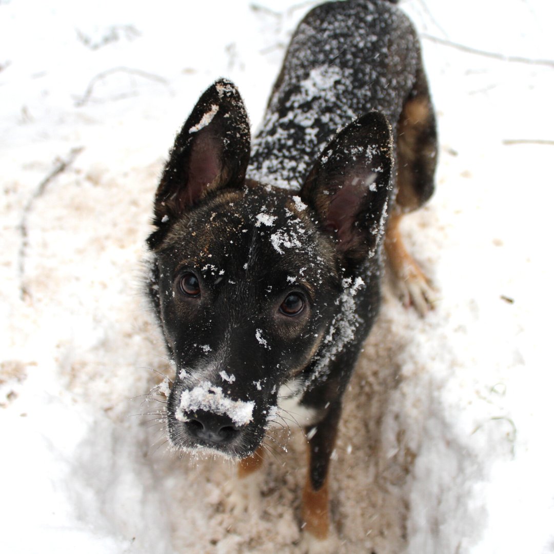 Some winter safety tips from Bella:
- Don't leave us out too long
- Put paw wax on our pads
- Shovel a place for us to go potty
- Always microchip us in case we get lost

Got a helpful #wintersafety tip to share? Leave it below in the comments! bit.ly/prudent-pet-in…