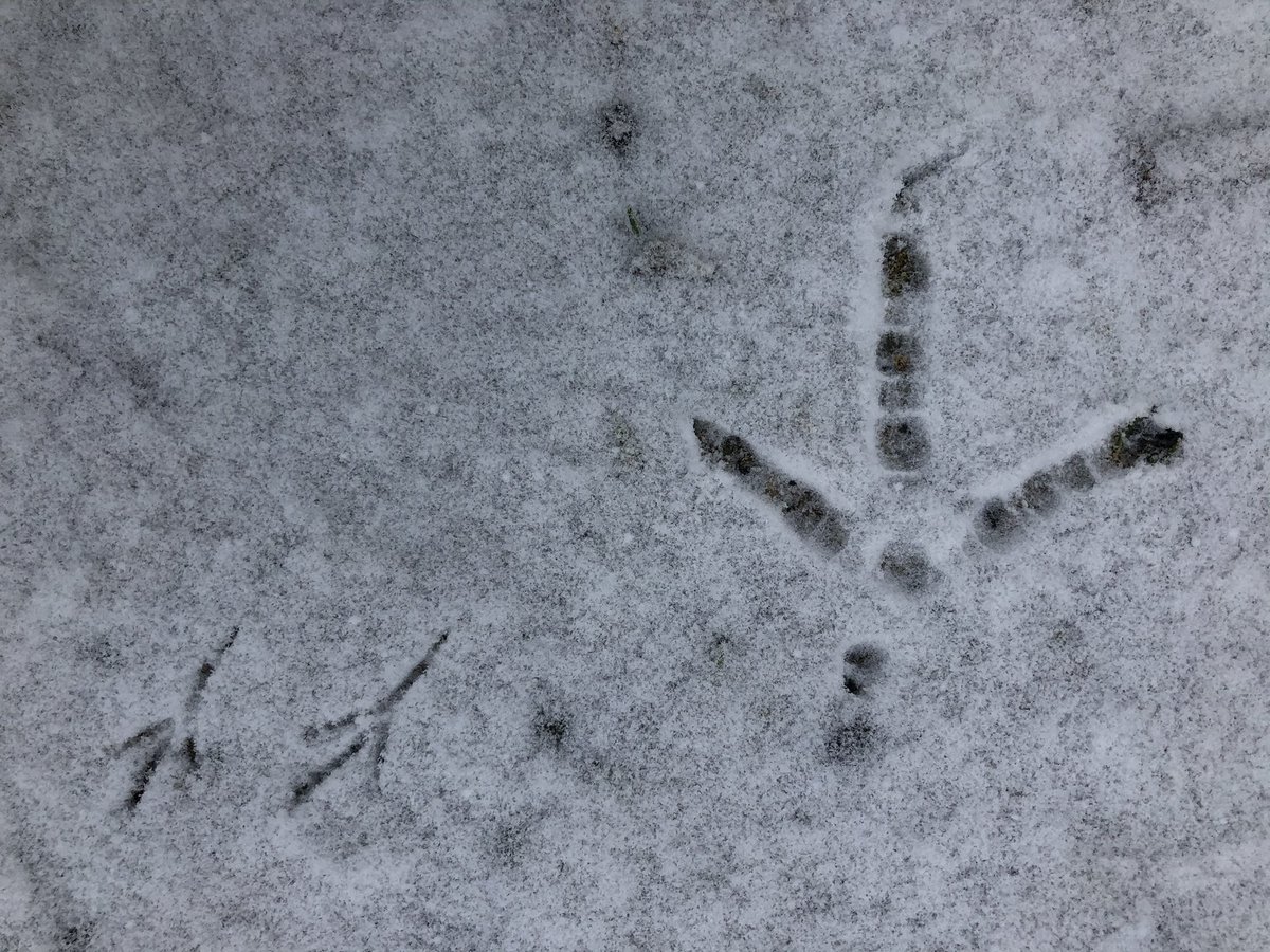 Foot prints in the snow. Blackbird & pheasant