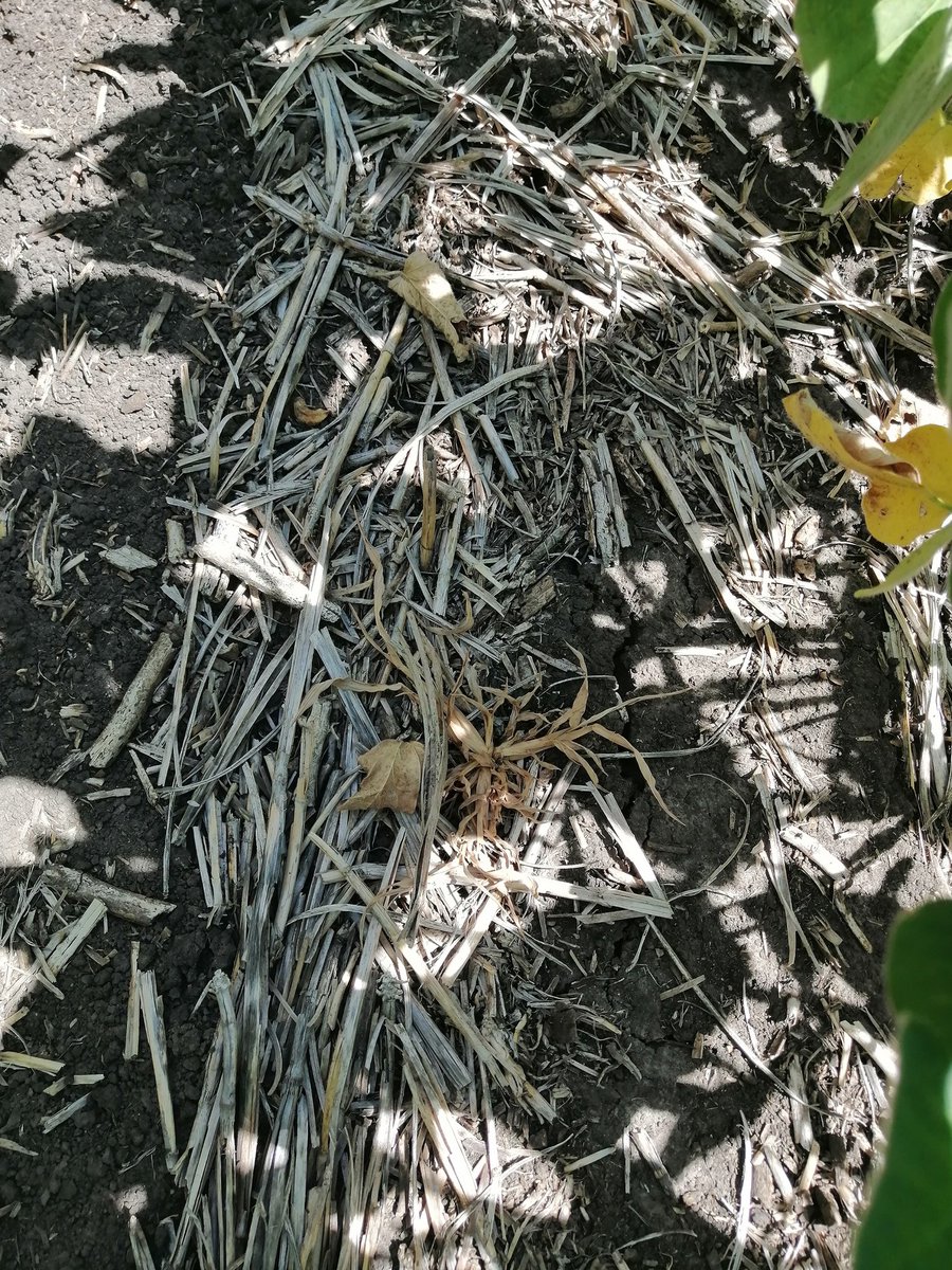 Excelente control de "capin" equinochloa colona en soja de 1a. aplicado con ingrediente activo cletodim "APOFIS Elite" en mezcla con i.a.Eskoba Full II. Herbicidas con #Nanotecnologia, mayor eficacia y calidad en mezclas @RedSurcos