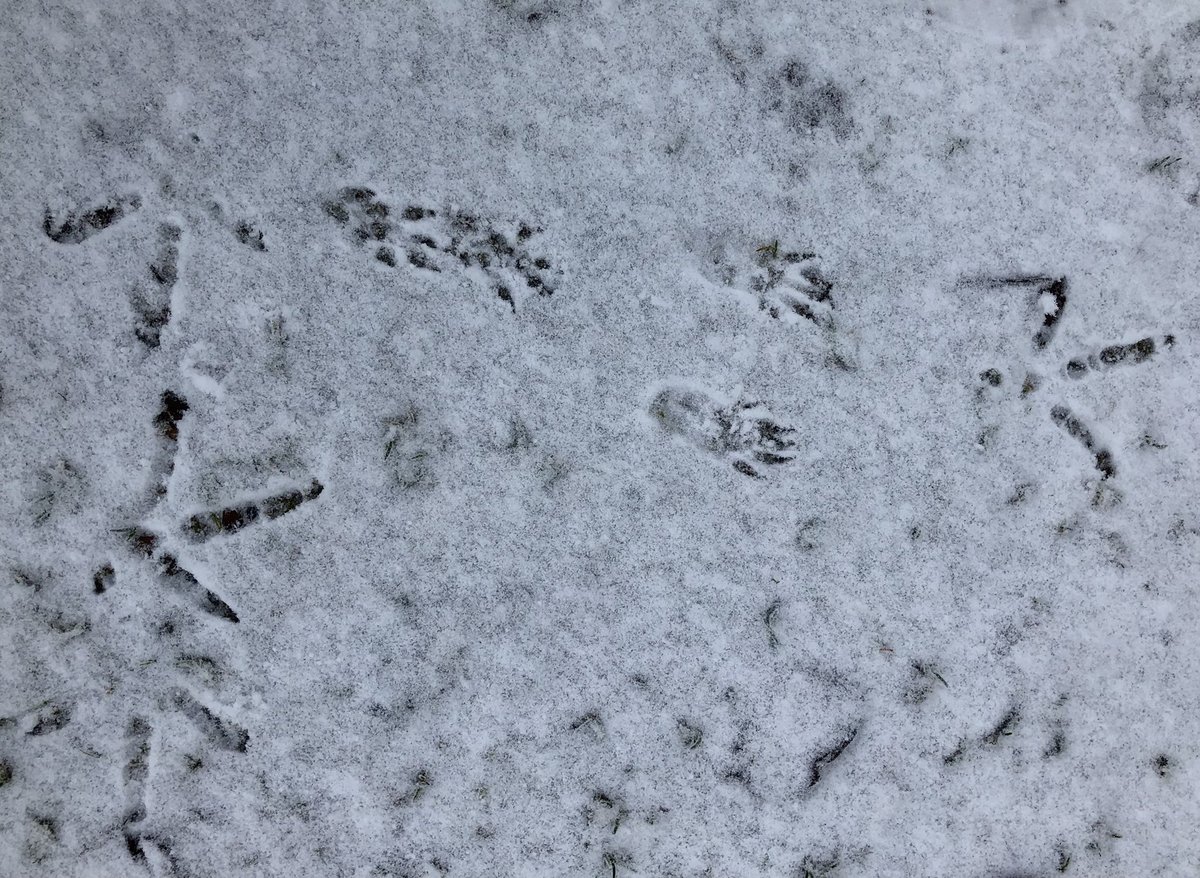 while a pheasant & a squirrel past each other